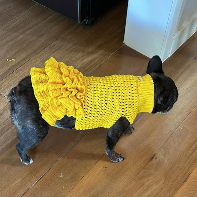 Cachorro usando peça amarela de crochê publicada pela Ponto a Ponto